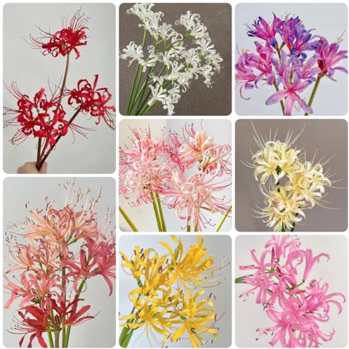 5Bulbi di giglio di ragno Lycoris radiata, sangue to perenne, interno da sono perenni, resistenti rustiche
