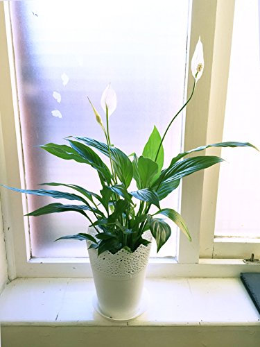 1 Evergreen Spathiphyllum Peace Lily Table Plant @ White Floral Pot & Saucer