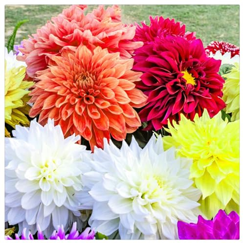 Dahlia Bulbs UK,Excellent Display,Potted-Plants-Rhizome,Dahlia Plants for Garden-4bulbs-J