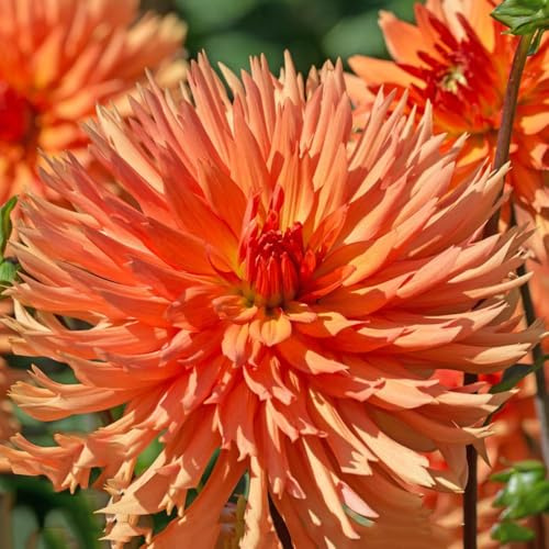 1 piezas dalias bulbos resistentes perennes - decoracion de balcón, bulbo de perennes resistentes, bulbos primavera, jardín