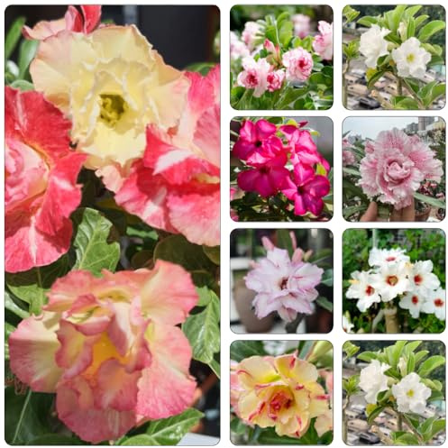 wüstenrosesamen blumengarten kräutersamen blumensaat balkonpflanze winterharte stauden für pralle sonne dekopflanzen bonsai topf gewächshaus balkon gartensamen pflanzensamen exotisch 60samen