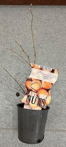 Nocciolo Pianta di Nocciolo su vaso cm 12