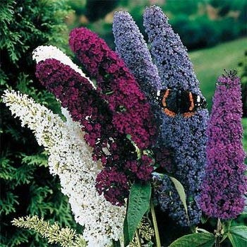 Seeds 20 small fragrant seeds of bush 3353 butterfly (Buddleia Davidii): Seeds Only