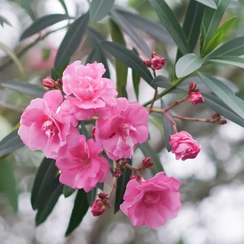 semillas de adelfa, en invernaderos de balcón Parterres elevados el jardín con semillas, exóticas extraño rocas interior 20pcs