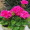 100 semi di fiori di geranio rosa