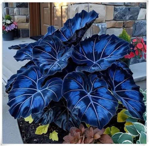 Winterharte für Innenräume und Gärten,Ideal für deutsche Gärten,winterharte für garten,winterharte,Hosta Rhizome-4 Rhizome-E