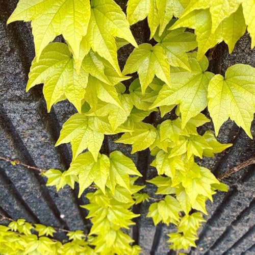 Vite americana, vite capelvenere - giardino esotico resistente Parthenocissus Quinquefolia verdi, appartamento giardino resistenti in vaso ufficio sempreverdi 400semi