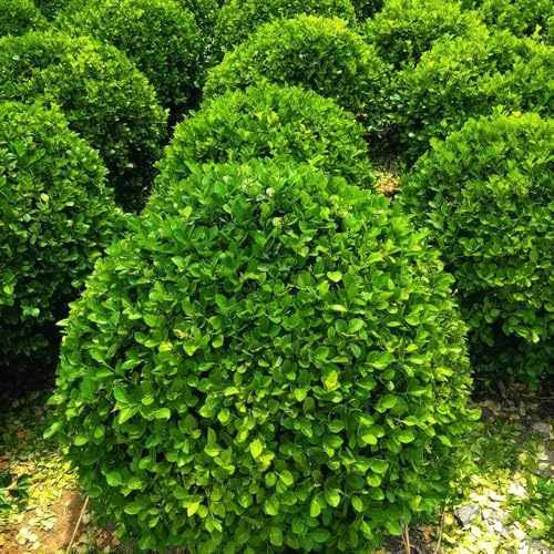 Semi di bosso, resistenti da esterno resistenti per il giardino prodotti sostenibili verdi vecchie varietà esotiche decorazione da giardino per esterni rare 100pcs