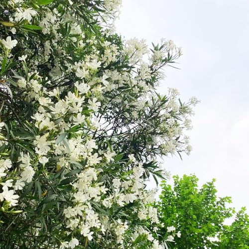 12 piezas semillas de adelfa - de balcón semillas jardín del prado perennes resistentes, primavera para exterior,