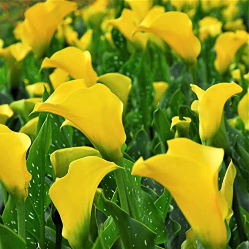 Votaniki Yellow Gold Calla Lily Bulbs - Perennial Zantedeschia Flower - Lily Flowering Bulbs | Vibrant Yellow Blooms - Perfect for Any Garden (2 Pack)
