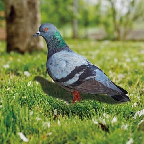 Per FACULX, colomba simulata, uccello acrilico artificiale, rimovibile per imitazione animale MINI, adorabile modello di piccione finto, per decorazione di giardino, corridoio, soggiorno, camera da