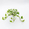 Pianta vera di Pothos aureus Njoy - Diametro Vaso Ø 9 cm