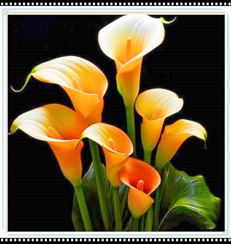 Rare Calla Lily Best Decoration Calla Lily Bulbs Wedding Flowers/Garden Flowers/Plant Bulbs-6bulbs-g