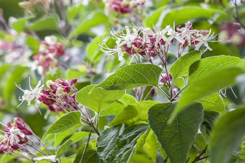 Clerodendrum trichotomum fargesii 125-150 cm – Winterhart, Mehrjährig – Losbaum – Zierstrauch für Garten & Vorgarten