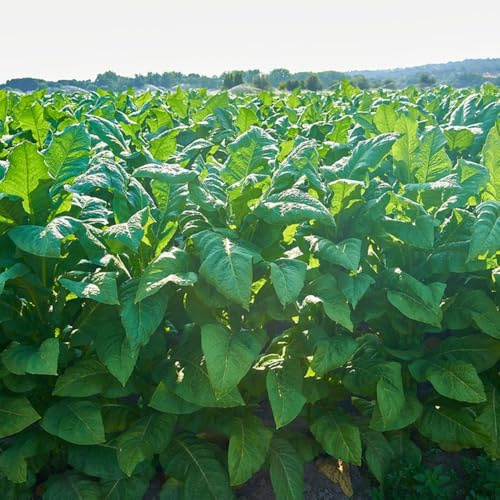 Semi di tabacco, Nicotiana tabacum, da giardino per la copertura del terreno acquistare di tabacco orto di sul balcone selvatiche 100pcs