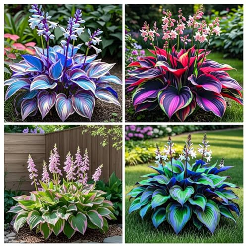 Hosta&Los Hosta se utilizan para el cultivo y crecen rápidamente.perenne,de rápido crecimiento, buena para jardines,decoración interior y exterior-10tubérculos-A