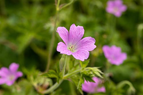 Geranium x oxonianum 'Rose Clair' 9x9 cm Topf – Winterhart, Mehrjährig, Pflegeleicht – Storchschnabel – Beetstaude für Garten & Beete