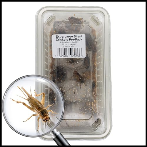 Livefoods4u Silent Brown Crickets 20-30mm Tub of 25 | Live Reptile Food