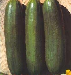 Cucumber Beit Alpha F1 1,000 Seeds