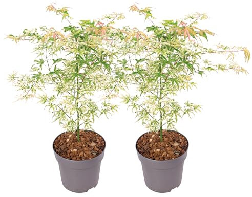 Plant in a Box - Acer palmatum 'Ukigumo' - 2er Set - Japanischer Ahorn Bäume Winterhart - Grüne Blatter - Topf 19cm - Höhe 50-60cm