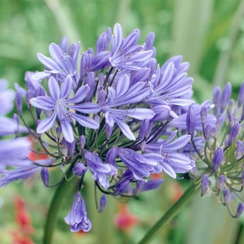 Agapanthus 'Bluestorm' - Compact African Lily with Violet Flowers - Extended Blooming - Ideal for Containers & Cut Flower – 1x 9cm by Thompson and Morgan