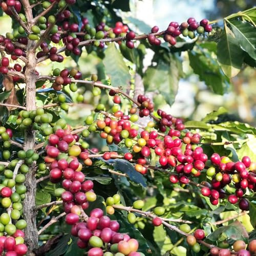 kaffeesamen wildkräuter winterharte stauden mehrjährig kletterpflanze pflanzensamen rankpflanzen steingartenpflanzen winterhart biosaatgut pflanztopf zimmerbonsai bonsai kräuterbeet 130samen