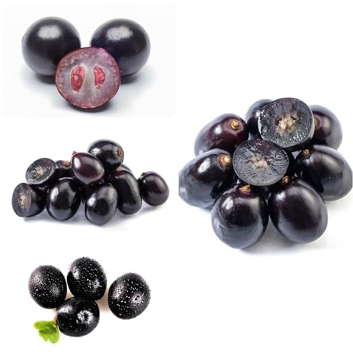 jabuticaba vaso resistenti, adatte all'uso esterno, jabuticaba cespugli di bacche frutteto giardino roccioso con giardino 160semi