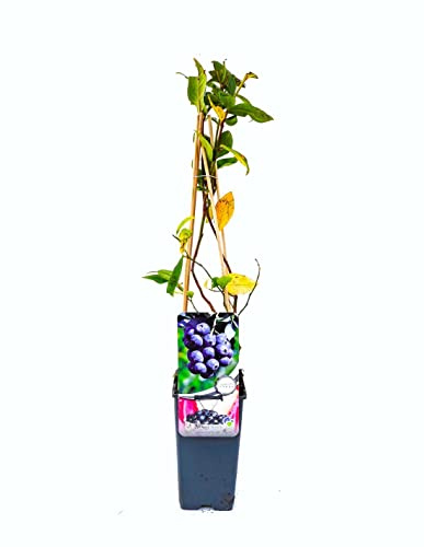 Arándano PREMIUM Planta Natural Que Produce Arándanos en Temporada