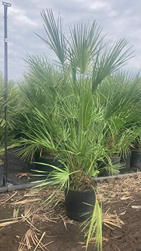 Sonderposten Winterharte Zwergpalme 140-170 cm - Chamaerops humilis, robuste Palme für Garten & Terrasse, frosthart bis -15°C, im Topf Ø 30 cm