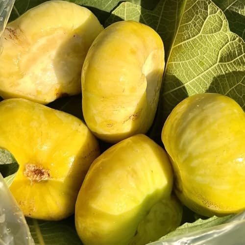 Comprar semillas de higuera - higuera Semillas frescas, decoración jardín, higos maceta resistentes 500pcs