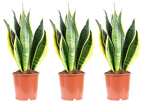 3er-Set Bogenhanf - echte Zimmerpflanze, Sansevieria trifasciata Laurentii - Höhe ca. 45 cm, Topf-Ø 14 cm