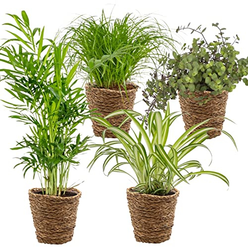 3x Mix amico degli animali con cestino in Pianta Ornamentale marina - Sicuro per animali - ⌀12 cm - 15-25 cm