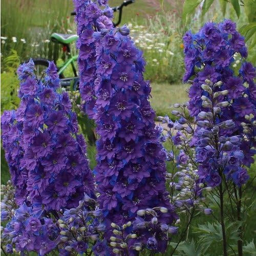 Larkspur Limelight Dark Blue - Delphinium consolida 30 Seeds