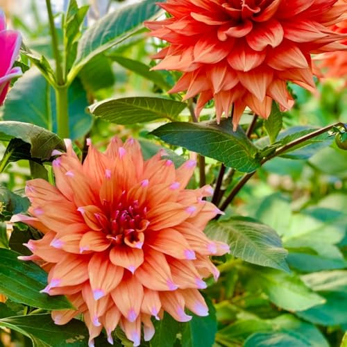 Dalias Tubérculos Hardy - Dalias Rizoma Adaptable a Climas Variados - Ideal para plantar -6Tubérculos-G