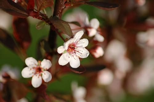 Zwerg-Blutpflaume Prunus cistena Pflanze 25-30cm Blutpflaume Zwergblutpflaume