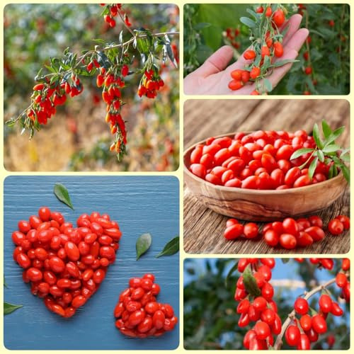 Goji Beeren, bodendecker gartenkräuter Rote Wolfsbeeren, Lycium chinense, kräutergarten geschenk strauch 80Samen