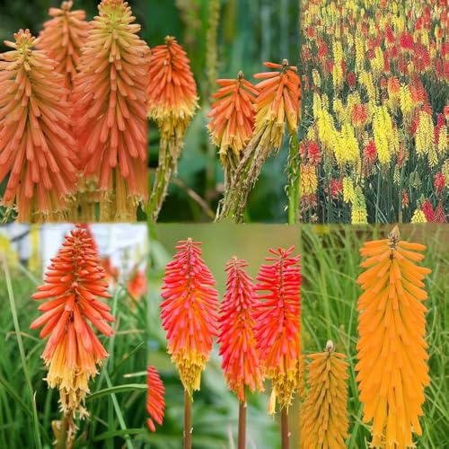 Antorcha lirio resistente semillas perennes exóticas pradera de silvestres perennes, del balcon resistentes al exterior, decoracion 70pcs