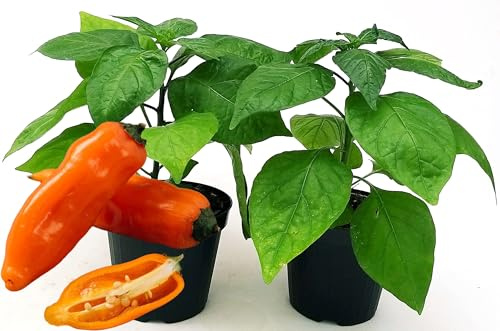 POWERS TO FLOWERS - PEPERONCINO AMARILLO BIO, 2 PIANTE, Vaso 10cm, piante vere