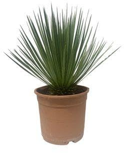 Yucca Rostrata Palmlilie Silbrig Staude Ø24 cm 60 cm | robust, Winterhart, pflegeleicht und Trockenheitsverträglich, für Beet und Kübel, bienenfreundlich