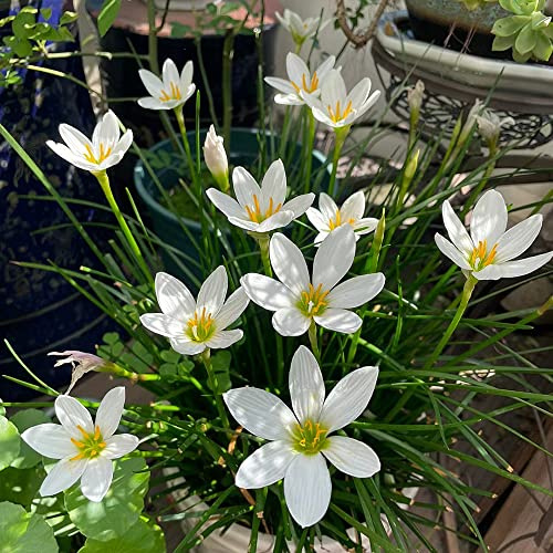zephyranthes - giardino d'appartamento esotiche balcone 15Bulbi