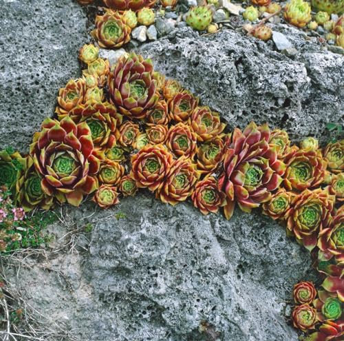 Sempervivum x cultorum 'Bernstein' 9x9 cm Topf – Winterhart, Mehrjährig, Pflegeleicht – Hauswurz – Bodendecker für Steingarten & Dachbegrünung