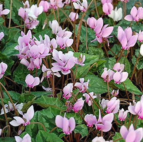 Cyclamen hederifolium – Winterhart, Mehrjährig, Pflegeleicht – Herbst-Alpenveilchen – Bodendecker für Garten & Beet