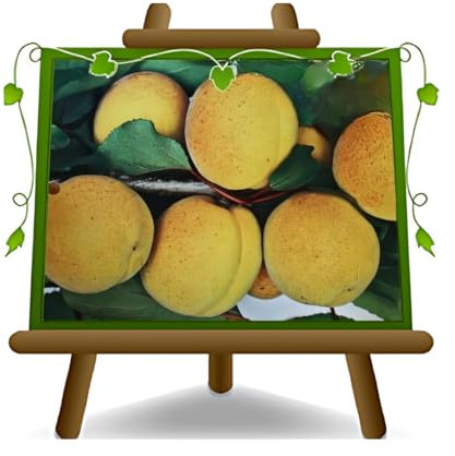 EURO PLANTS VIVAI Albicocco Velletri pianta da frutto antico autofertile su vaso 26 cm Altezza 180~200 cm - Età 4 anni