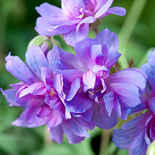 Geranium Double 'Plenum Caeruleum' Garden Plants Hardy Perennial Garden Plants Easy to Grow Your Own 1 Bare Root by Thompson and Morgan.