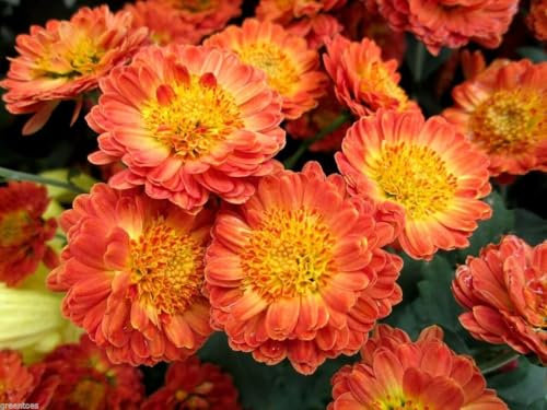 Garden Mums Chrysanthemum indicum Early Double Mix 500 Seeds