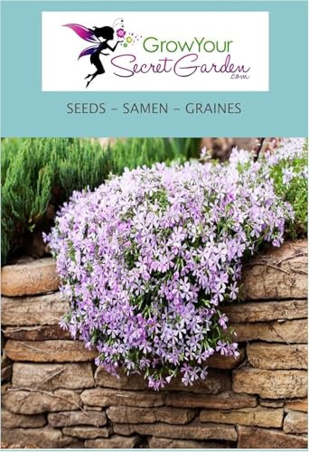 Phlox mousse, Linanthus 50 Graines- vivace, couvre-sol