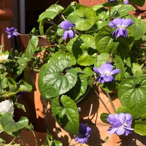 Semillas de violetas fragantes - jardín raras Viola odorata - de jardín resistentes al exterior Las de balcón son 150pcs