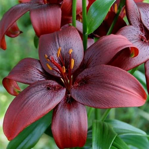 Lilium tuberi mix di cipolle,gigli in vaso,cipolle perenni,Grazia,gigli a cipolle resistenti all'inverno,decorazione.-2pezzo-A