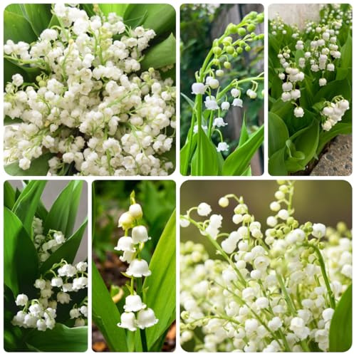 bulbos de lirio de los valles - perenne resistente cubre el suelo jardin primavera rocas 22pcs