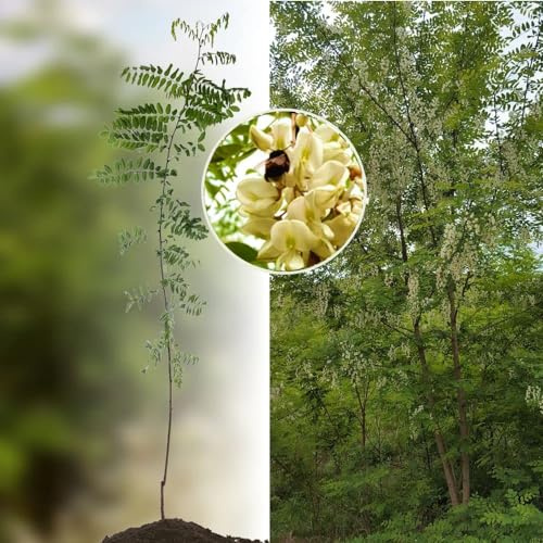 Robinie Baum (Akazie) 'Nyirsegi' bewurzelt 60/100, schnellwüchsig, gefiedert & geradschaftig als Energieholz/Wertholz und Gartenbaum (bot. Robinia pseudoacacia) 100 Stück